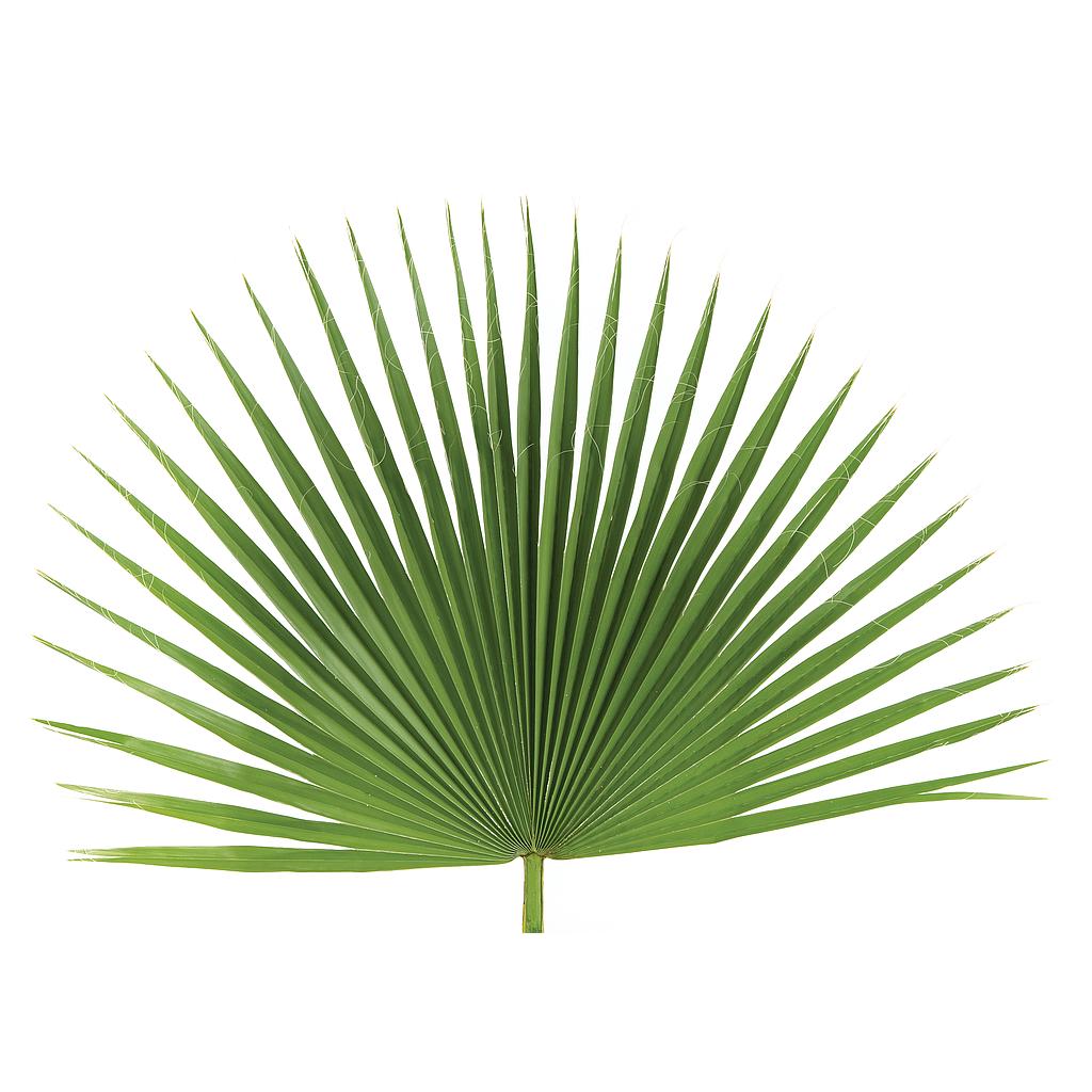 Palm Fan Decor (4/Bag)