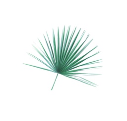 [MEDFANPALM] Mediterranean Fan Palm (Bag Of 8)