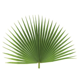 [FANPALM4BAG] Palm Fan Decor (4/Bag)